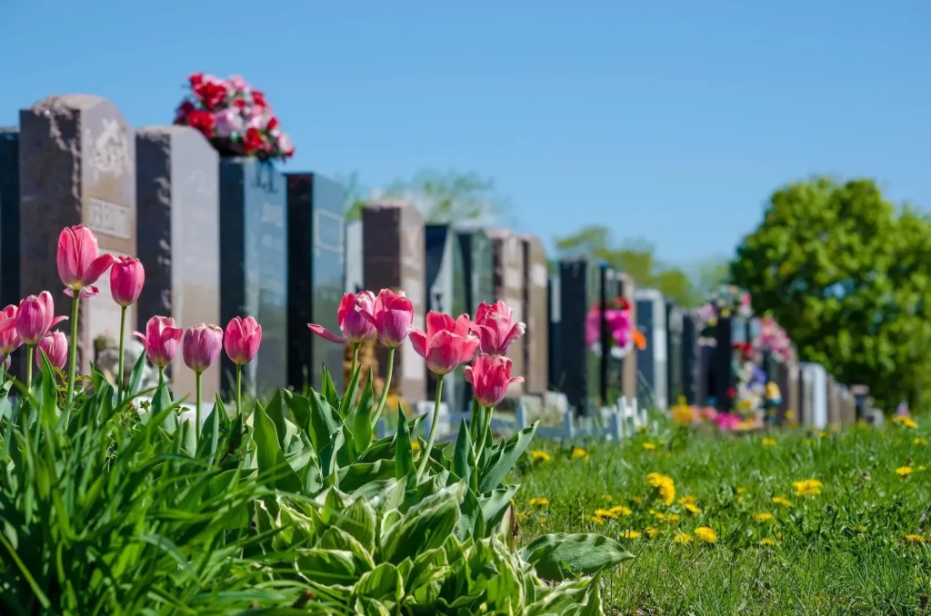 Tulipes roses fleuries au premier plan dans un cimetière ensoleillé.