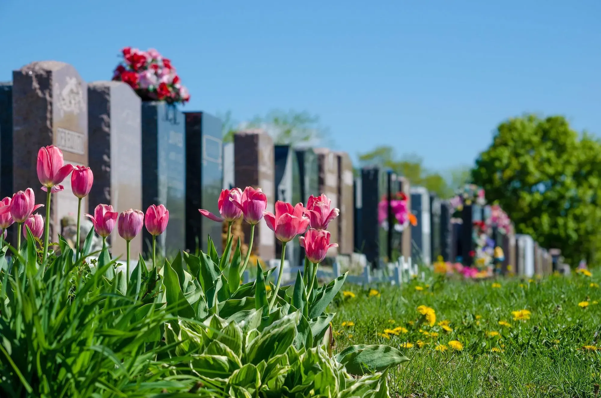 Tulipes roses fleuries au premier plan dans un cimetière ensoleillé.